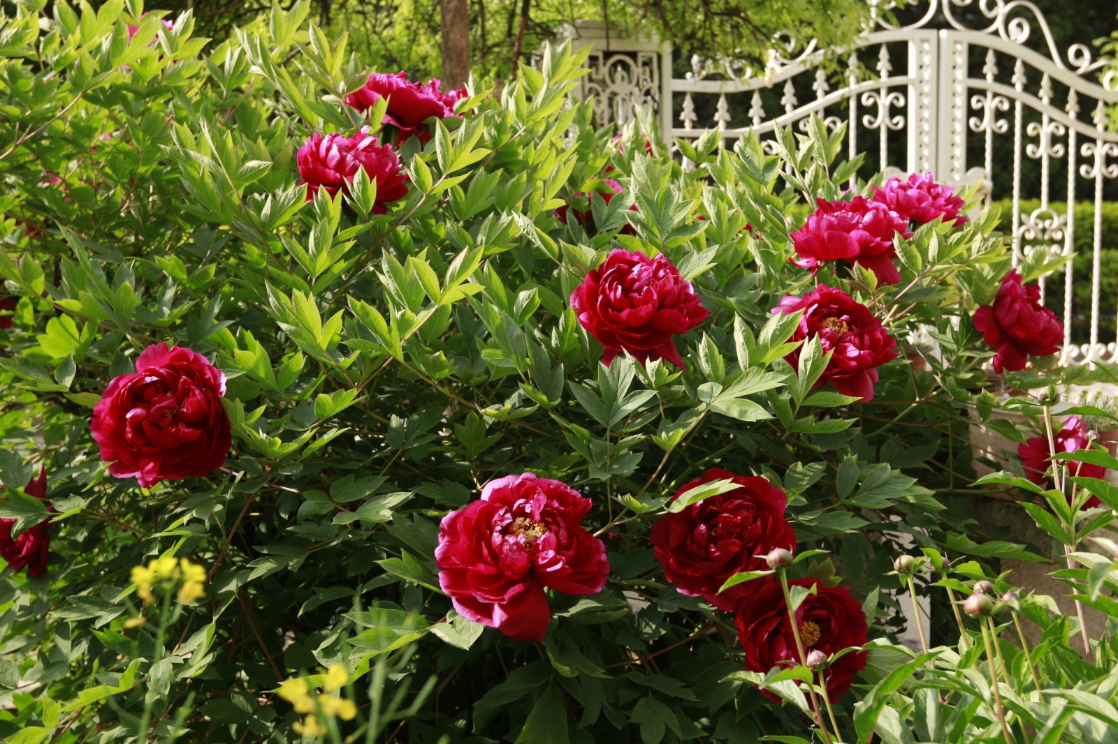 【植物摄影图集】牡丹