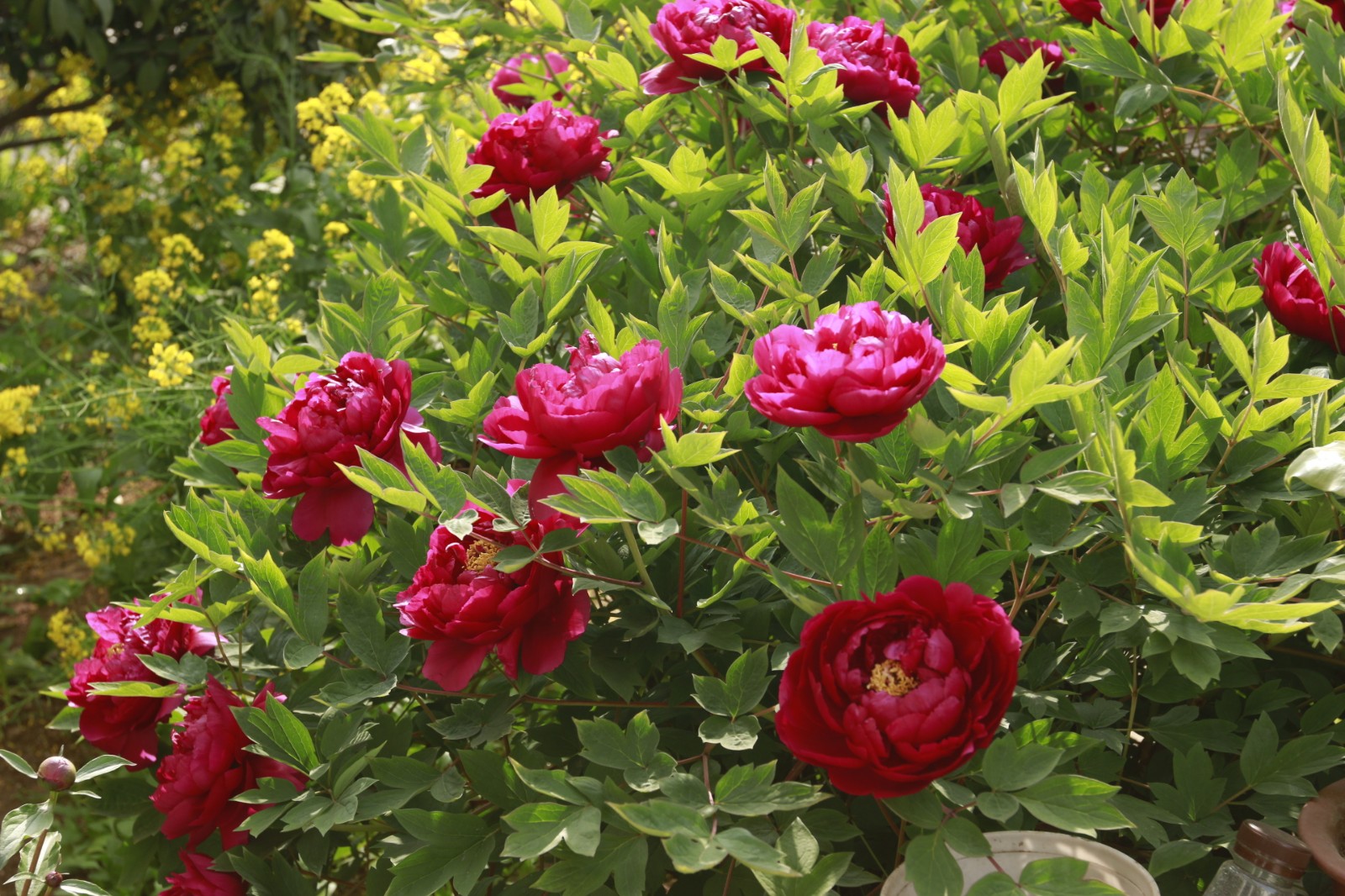 【植物摄影图集】牡丹