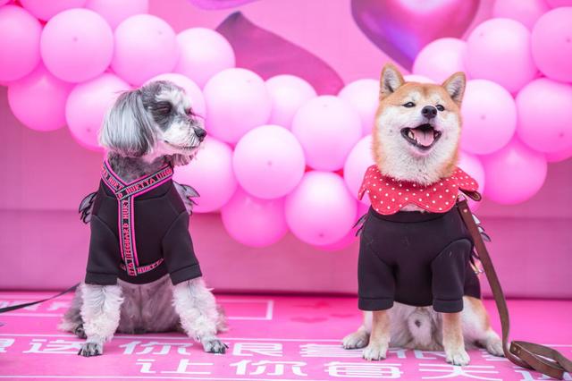 不一样的情人节 情侣宠物狗走秀表演成都欢乐举行