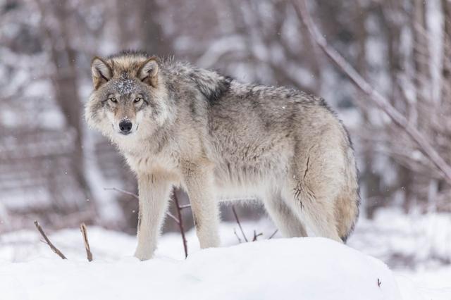 都市不是格林童话无论如何我都会陪你重返狼群