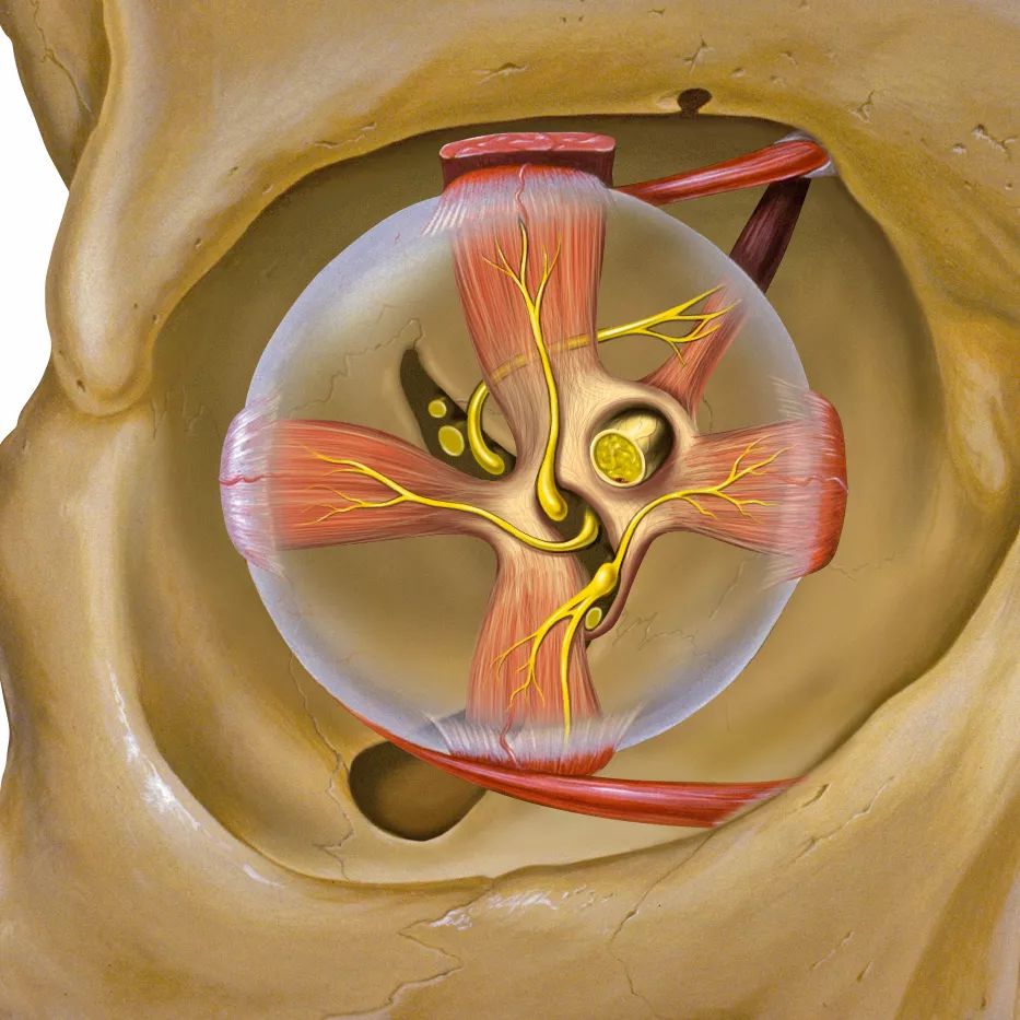 为啥把我的钱变少了?|重影|单眼|眼肌_新浪网