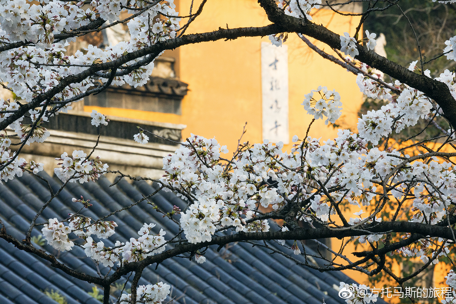 南京的春天是樱花盛开的季节
