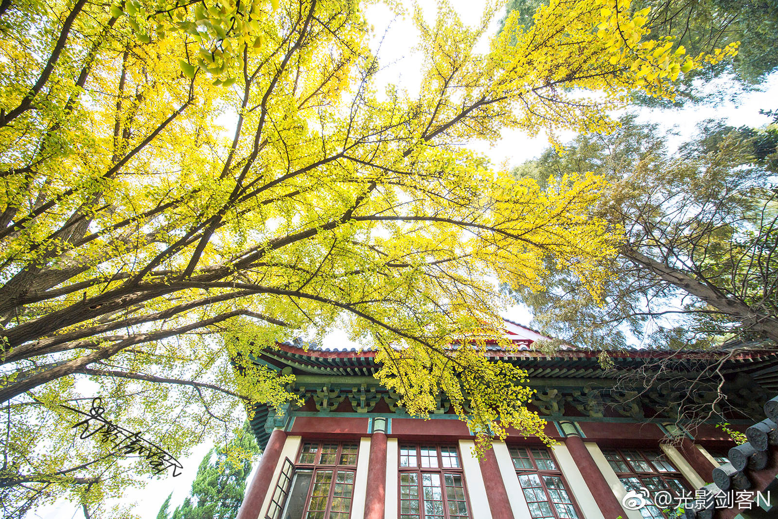 秋色与猫····南京师范大学(随园校区)|随园|南京师范大学|秋色_新浪新闻