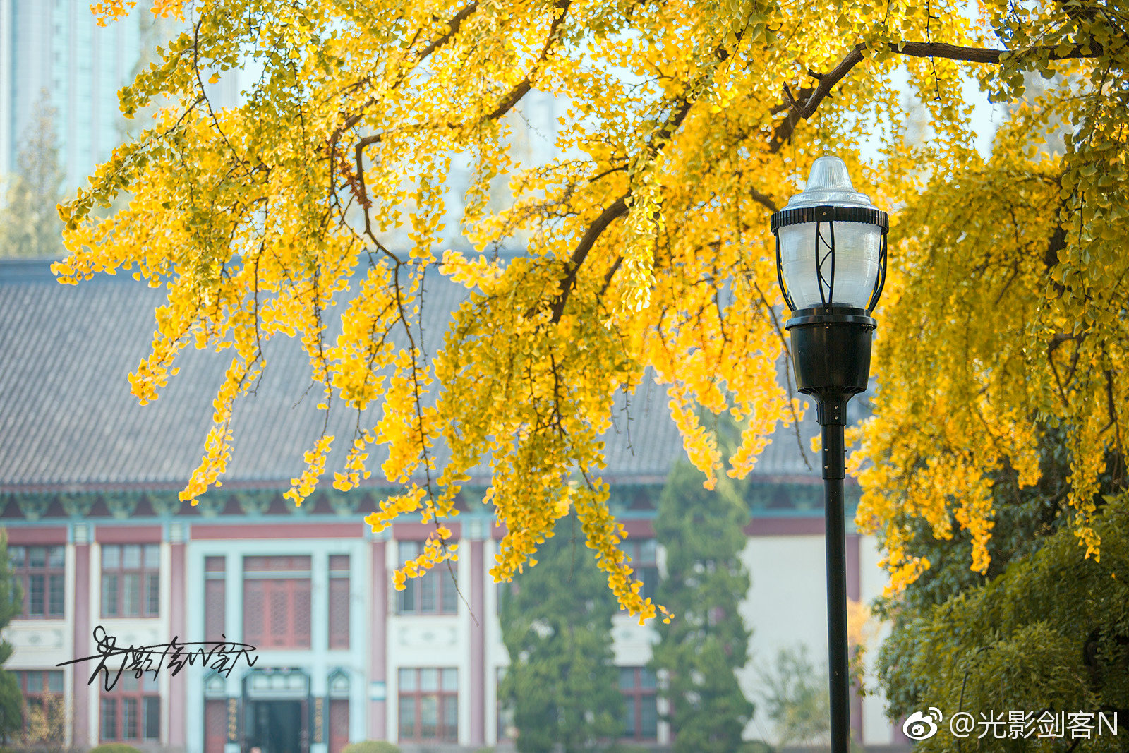 秋色与猫····南京师范大学(随园校区)|随园|南京师范大学|秋色_新浪新闻