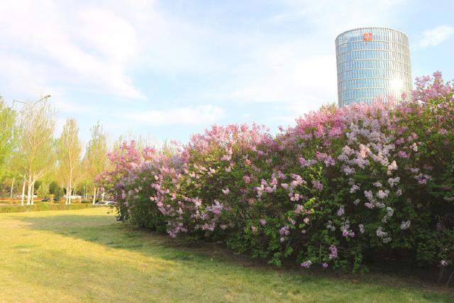 走进花海迷醉花香,群力丁香公园赏"市花"
