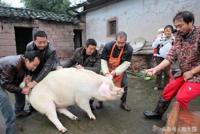 方法较多,一一阐述一下:工厂里杀猪一般是用电流杀猪,这种杀猪方式是