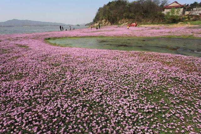 都昌重现鄱阳湖花海,一半是草原一半是花海,这个秋季不太冷!