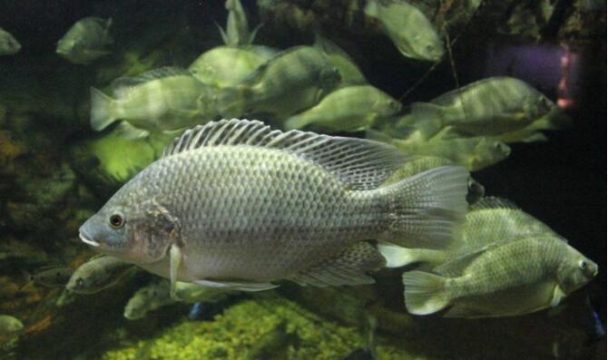 盘点7大野蛮入侵鱼类, 每一种都可能带来生态灾难
