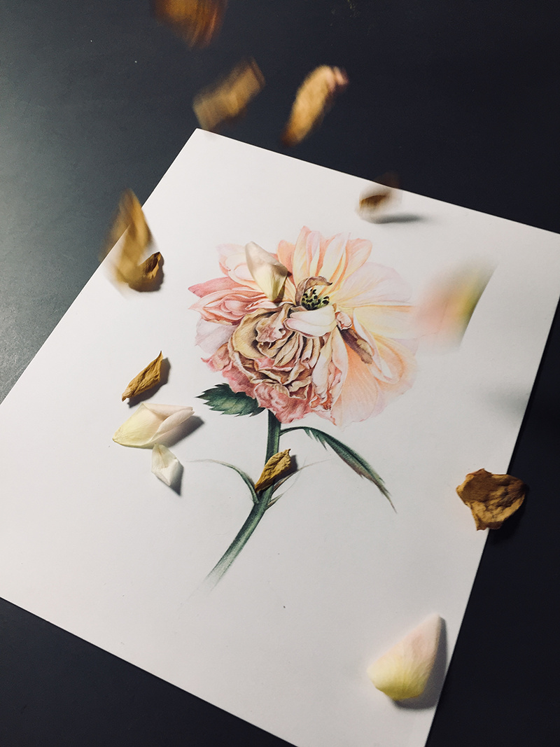 用画笔记录"落花的姿态",最后一张图很赞哦,彩铅手绘教程