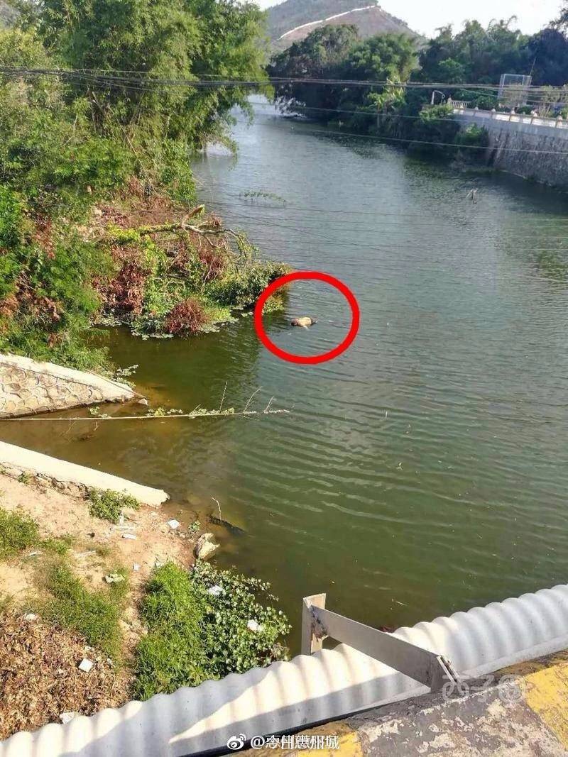 仲恺陈江街道梧村河里惊现浮尸,究竟是怎么回事?