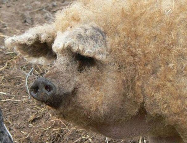 旅游发现一头怪猪全身长满了卷毛原来这还是宝贝啊