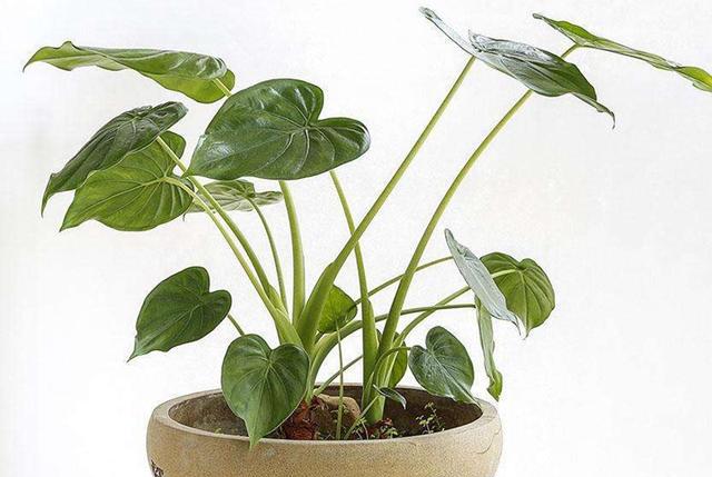 这8种常见盆栽都有毒,千万别放室内!