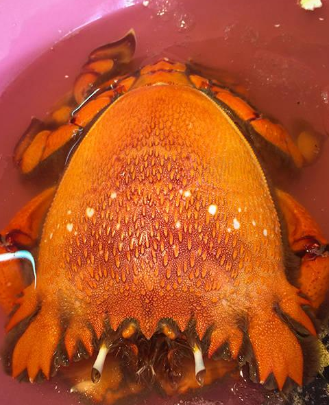 大鹏半岛美食最有特色的是海胆炒饭,窑鸡,菜干粥,乳鸽,清蒸跳跳螺