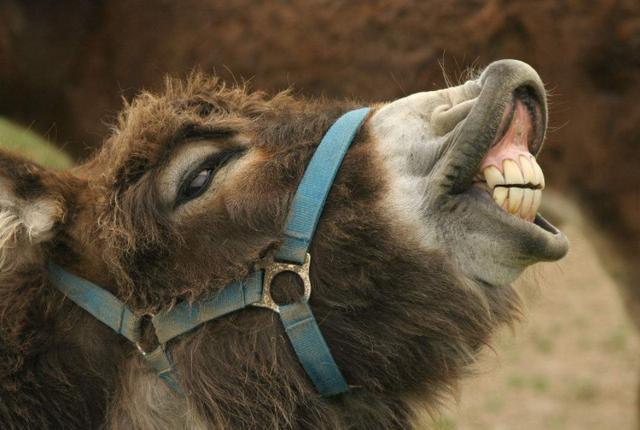 驴浪起来张大嘴哈哈笑,猪浪起来吓得农民把墙筑高高,这是为何?