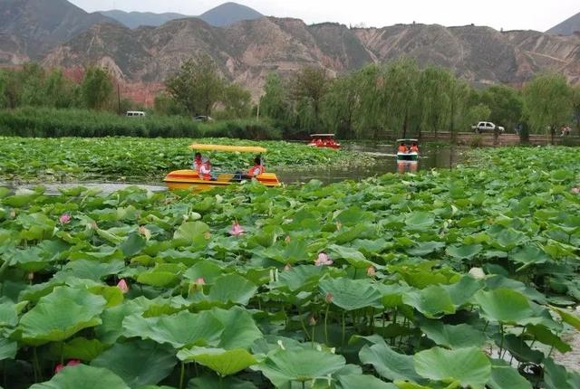 太极岛是西北地区典型的黄河湿地自然景观,岛上碧水如镜,苇花如织
