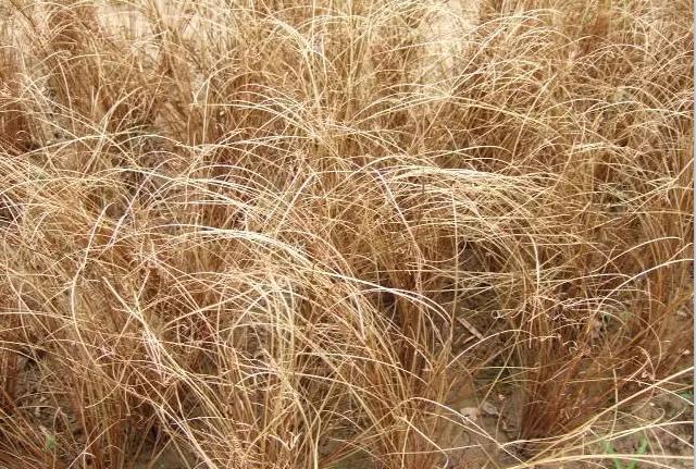 这个金秋野草,非同凡响|野草|苔草|晴翠_新浪新闻