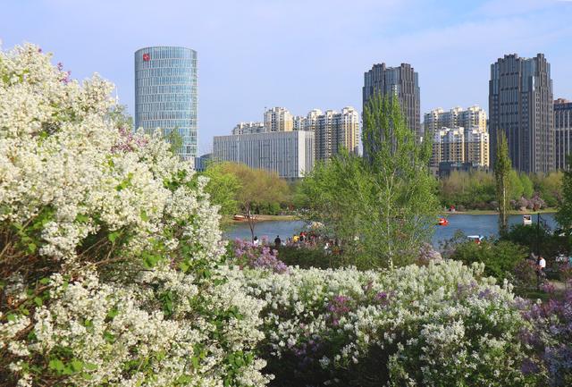 走进花海迷醉花香,群力丁香公园赏"市花"