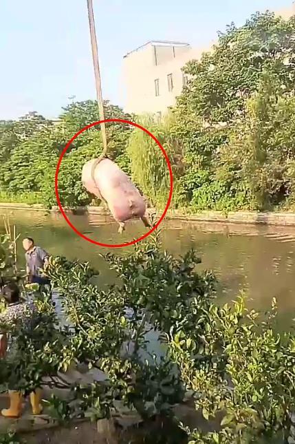 绍兴上虞一头猪跳河里,无奈被吊机拖上岸!