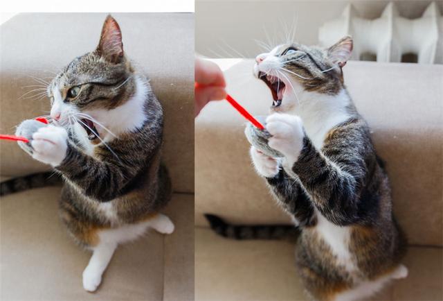 家里喵星人每天都张牙舞爪怎么破?我可爱的小奶猫哪里去了?