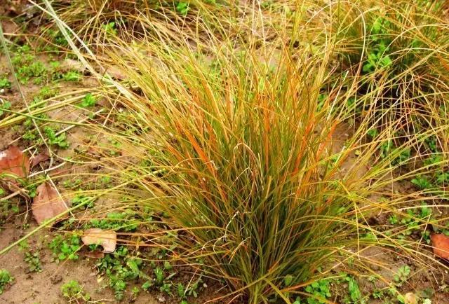 这个金秋野草,非同凡响|野草|苔草|晴翠_新浪新闻
