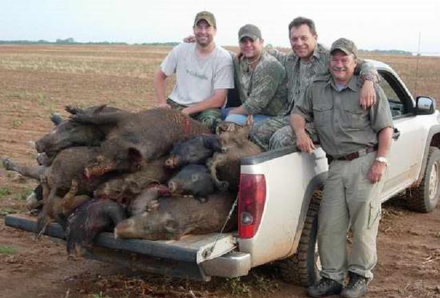 美国野猪数量破600万头也无人愿吃专家向中国出口