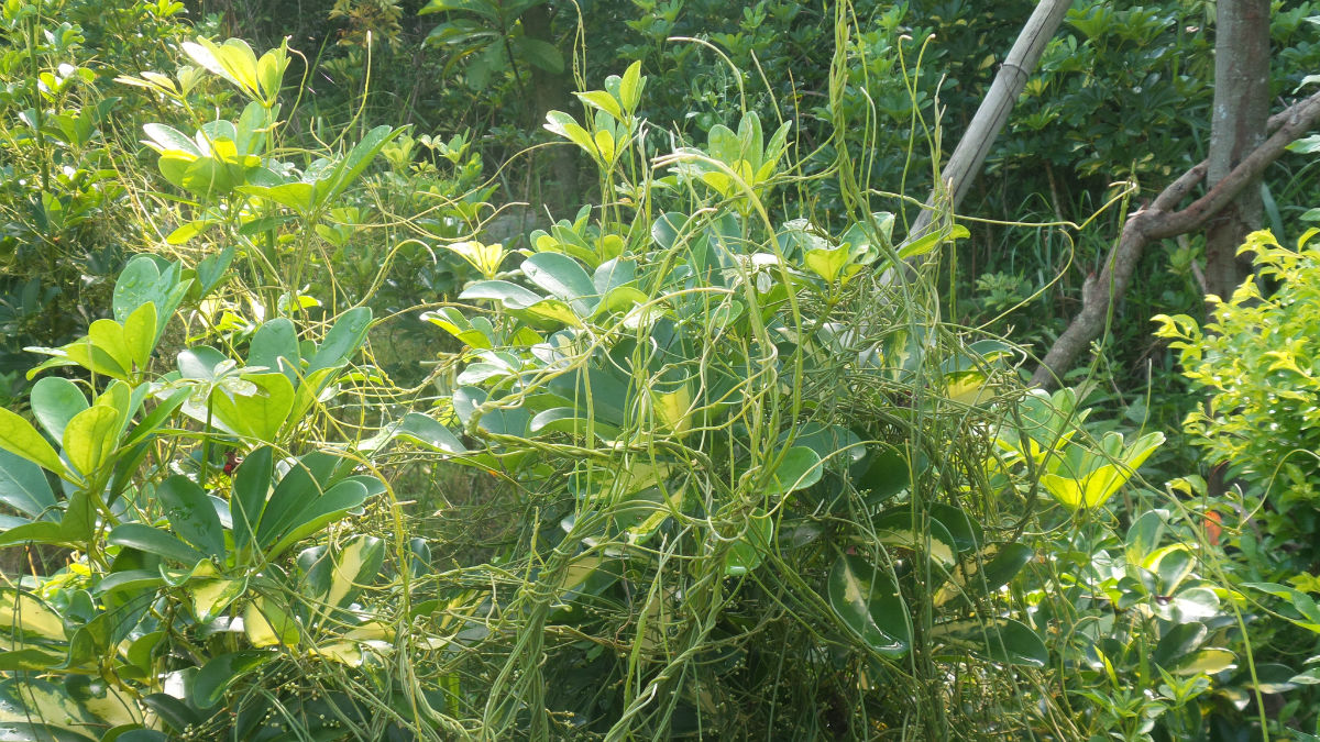 这种野草叫菟丝子,是一种被农民痛恨的杂草,它不单独生长,是一种寄生