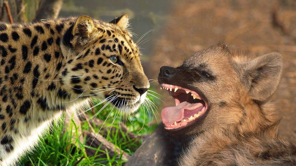猎豹与鬣狗图片