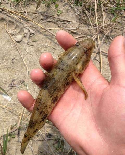 这鱼个体大的非常贵十年前这鱼就卖60多一斤