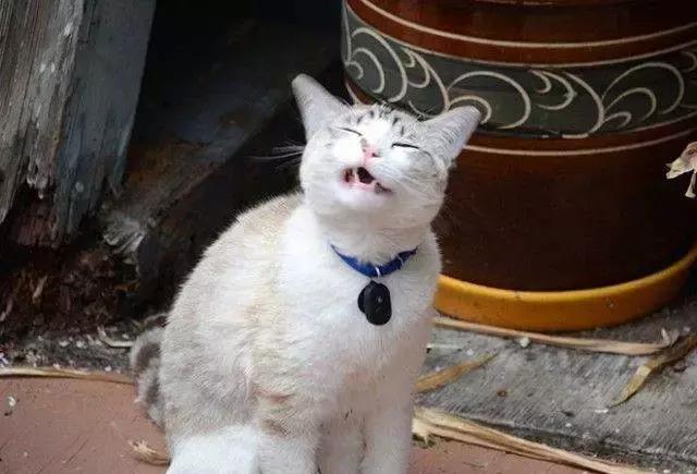 打喷嚏的瞬间定格最丑的画面再萌的猫也不例外