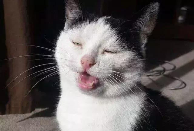 打喷嚏的瞬间定格最丑的画面再萌的猫也不例外