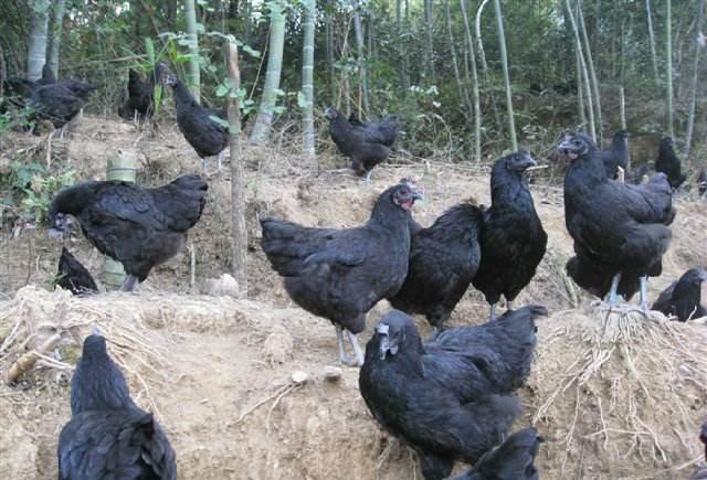 绿壳蛋鸡是一种产蛋蛋壳为绿颜色的鸡种,其特征为五黑一绿,即黑毛