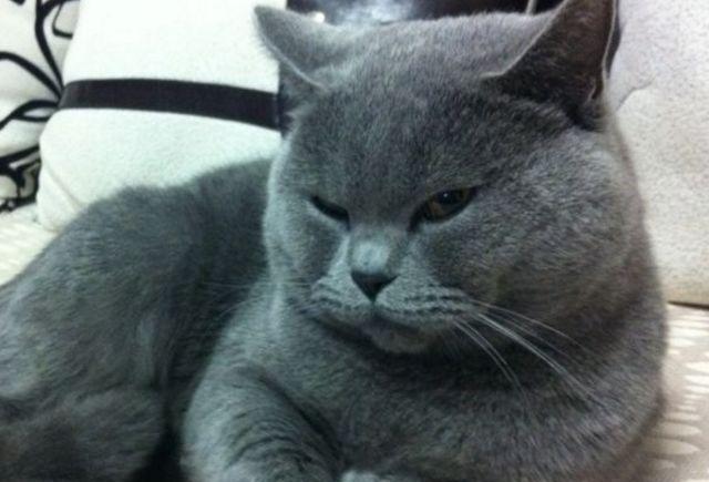 出差将蓝猫交给女友,两周后回来一看,气得忍不住都要哭了