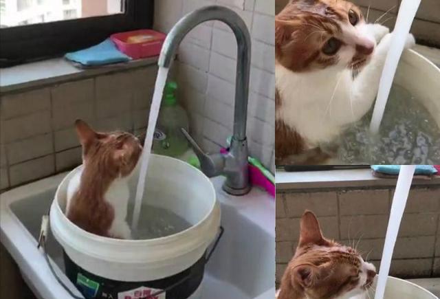 我家可能是假猫:一只爱喝洗澡水的猫