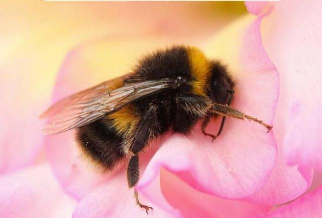 蜜蜂采花蜜的时候, 不小心在花里睡着了, 太可爱了