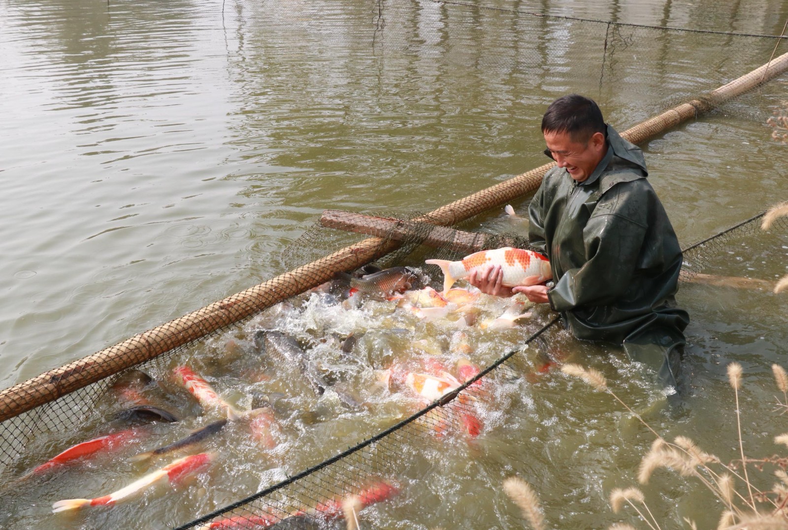 男子饲养上千只锦鲤王年入200多万