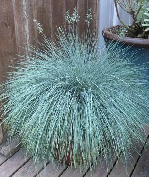 观赏草|苔草|养护_新浪新闻