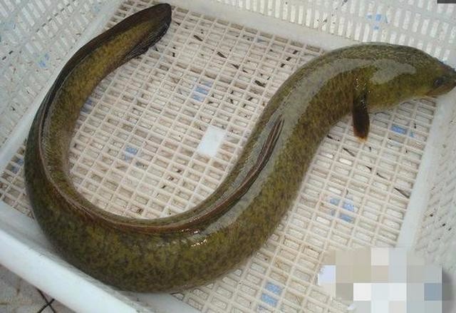 一男子在一处水洼处钓鱼时无意间钓得了一条大鱼,男子十分兴奋,赶紧