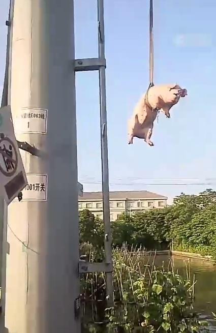 厉害了猪!绍兴上虞一头猪跳河里,无奈被吊机拖上岸!