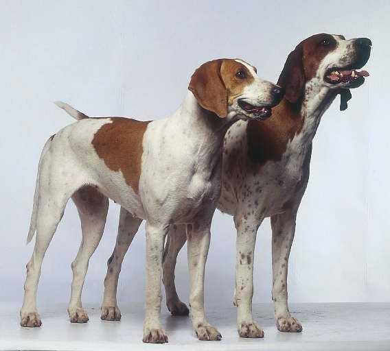 美国沃克犬图片