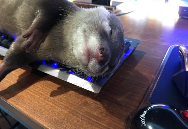 懒懒小水獭霸占电脑键盘睡超香,主人崩溃:让我工作啊!