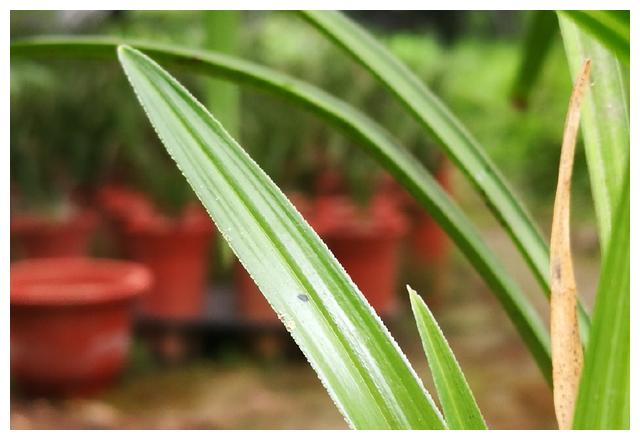 兰花喷施叶面肥,不得不知这些道理,兰花才能长