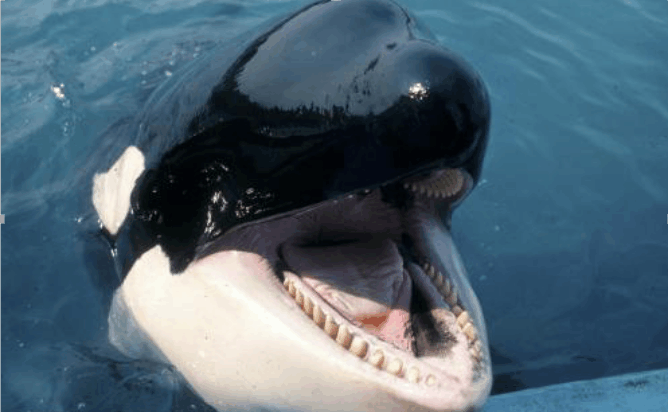 鲸鱼|蓝鲸|抹香鲸_新浪新闻