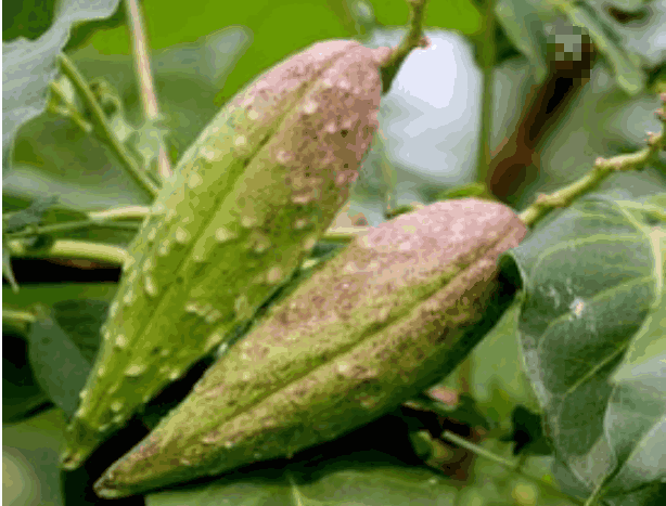 老鸹瓢生长在农村,不仅能吃还能治瘊子,你还