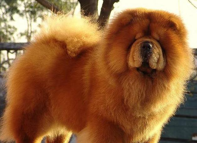 这年头晒什么就被偷什么网红小松狮被人偷走了