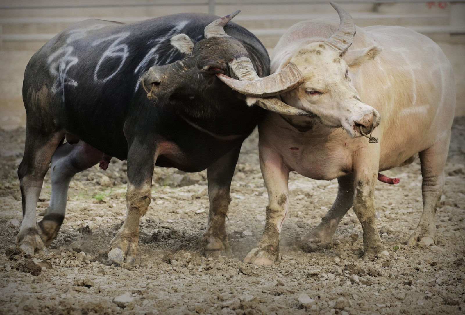 今天是世界动物日.用牛的勇气,牛的信心,牛的意志战胜一切吧!