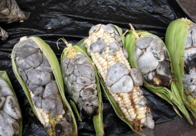 菜市场上卖发霉的玉米排着队买被称为墨西哥松露
