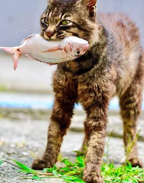 网友拍到一只猫在河边抓到一条鱼,全程霸气得不得了,感受下