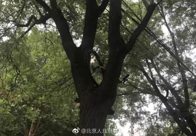 北京街头共享单车被人挂树上距地面高度超过两米8月28日北京