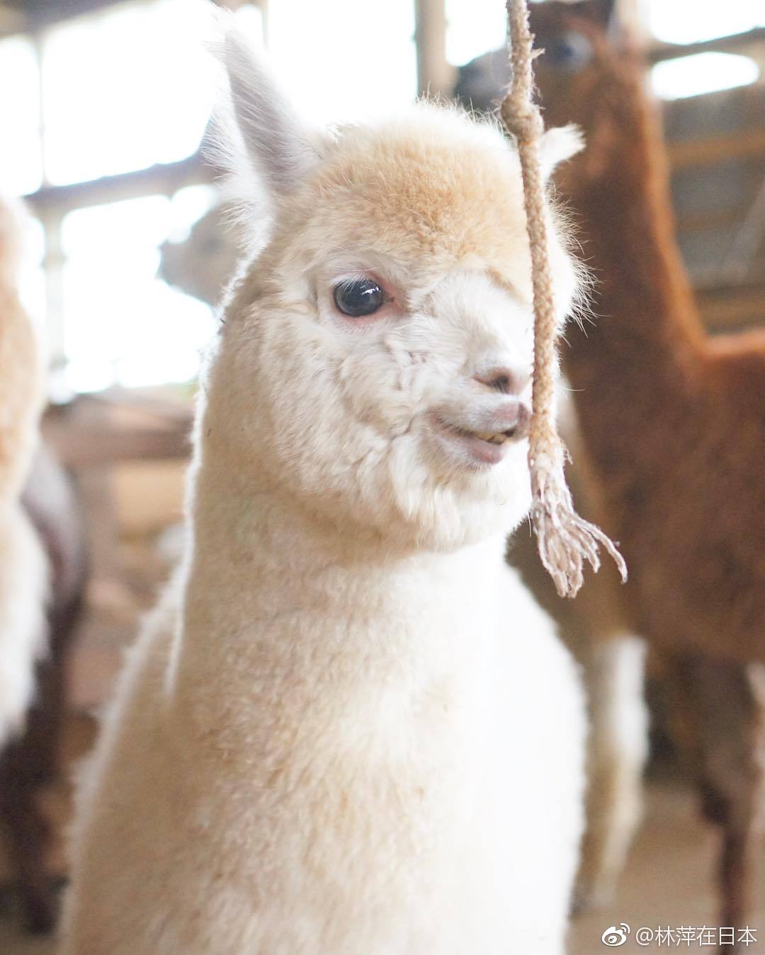 日本专拍羊驼的摄影师(ins:pacamera)镜头下的羊驼们