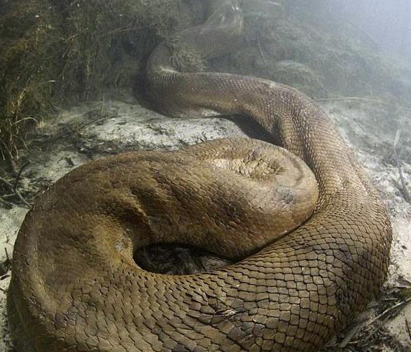 100米长巨型蟒蛇图片
